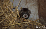 Polecat (Mustela putorius)