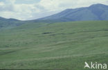 Burchell s zebra (Equus burchellii)