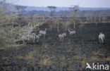 Burchell s zebra (Equus burchellii)