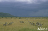 Burchell s zebra (Equus burchellii)