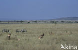 Burchell s zebra (Equus burchellii)