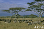 Burchell s zebra (Equus burchellii)