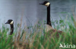 Canadese Gans (Branta canadensis)