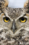 Montana great horned owl (Bubo virginianus occidentalis)