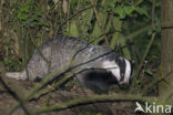 Badger (Meles meles)