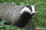 Badger (Meles meles)