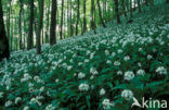 Ramsons (Allium ursinum)