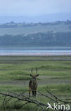 Defassa waterbok (Kobus defassa)