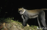 Diadeemmeerkat (Cercopithecus mitis)