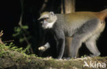 Diadeemmeerkat (Cercopithecus mitis)