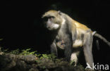 Diadeemmeerkat (Cercopithecus mitis)