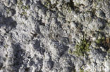 White rim lichen (Lecanora rupicola)