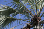 Doum palm (Hyphaene thebaica)