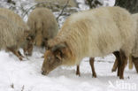 Drents heideschaap (Ovis domesticus)