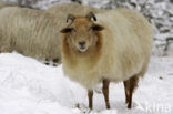 Drents heideschaap (Ovis domesticus)