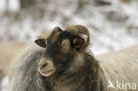 Drents heideschaap (Ovis domesticus)