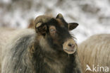 Drents heideschaap (Ovis domesticus)