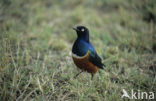 Driekleurenglansspreeuw (Lamprotornis superbus)