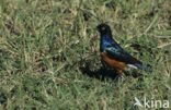 Driekleurenglansspreeuw (Lamprotornis superbus)