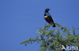 Superb Starling (Lamprotornis superbus)