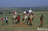 Dromedary (Camelus dromedarius)