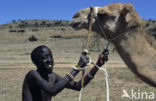 Dromedary (Camelus dromedarius)