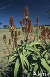 Echte Aloe (Aloe vera)