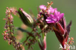 Echte koekoeksbloem (Lychnis flos-cuculi)