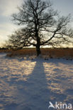 Oak (Quercus)