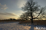 Oak (Quercus)