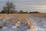 Oak (Quercus)