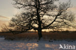 Oak (Quercus)