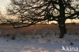 Oak (Quercus)