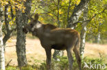 Elk (Alces alces)