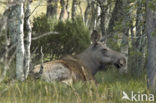 Elk (Alces alces)