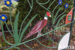 Ring-necked Pheasant (Phasianus colchicus)