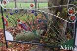 Ring-necked Pheasant (Phasianus colchicus)