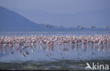 Flamingo (Phoenicopterus ruber)