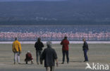 Greater Flamingo (Phoenicopterus ruber)