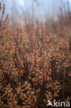 Gagel (Myrica)