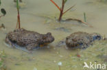 Yellow-bellied Toad (Bombina variegata)