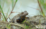 Yellow-bellied Toad (Bombina variegata)