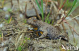 Yellow-bellied Toad (Bombina variegata)