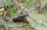 Geelbuikvuurpad (Bombina variegata) 