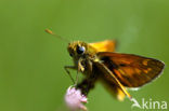 Small Skipper (Thymelicus sylvestris)