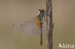 Geelvlekheidelibel (Sympetrum flaveolum)