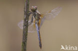 Geelvlekheidelibel (Sympetrum flaveolum)