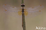 Geelvlekheidelibel (Sympetrum flaveolum)