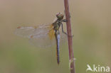 Geelvlekheidelibel (Sympetrum flaveolum)