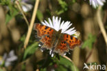 Gehakkelde aurelia (Polygonia c-album)